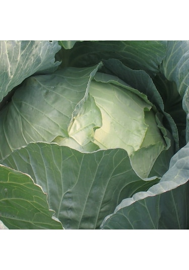 Yalova Lahana Tohumu