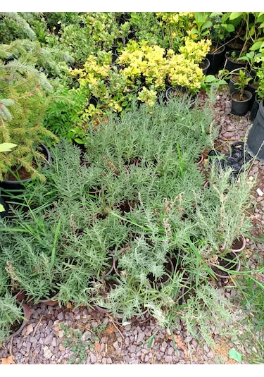 Yeşil Deniz Fidancılık Tüplü Lavanta Fidesi 20-30 Cm 5 Adet