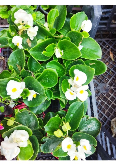 3 Adet Dış Mekan Çiçekli Bodur Begonya Begonia Cucullata