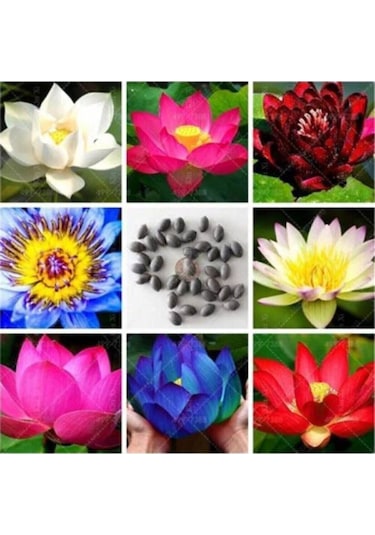Lotus Çiçeği Tohumu Nilüfer Su Zambağı Tohumu 3 Tohum