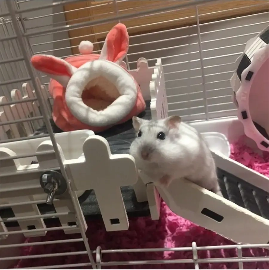 Petsroom Klein Sürüngenler İçin Ev Yatak Barınak 40695135