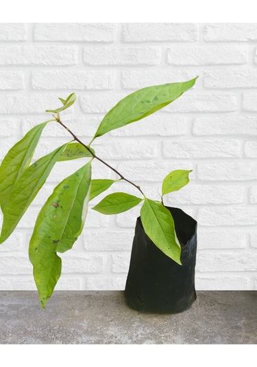 Soğuğa Dayanıklı Yabani Cennet Hurması Fidanı Trabzon Hurması - Tüplü Kara Hurma - Mini Meyveli