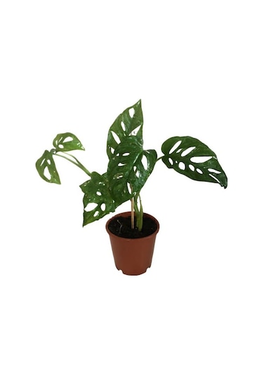 Sarmaşık Deve Tabanı Bitkisi - 30-35 Cm