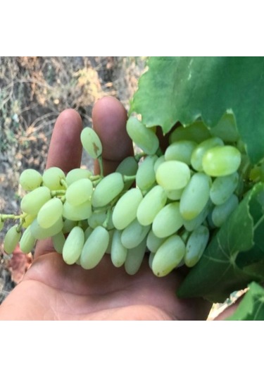 Tüplü Çekirdeksiz Beyaz Hatun Parmağı Üzüm AsmaBağ Fidanı