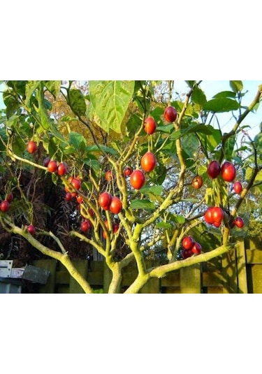 10+ Adet Tamarillo Domates Ağacı Tohumu