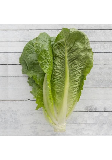 Bykurt Sunagri Yedikule Marul Tohumu - Gevrek Yağlı Yapraklı Lezzetli Ve Göbek Yapılı Yedikule Marul Tohumu