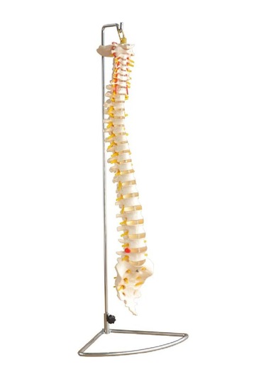 Omurga (Vertebra) Modeli