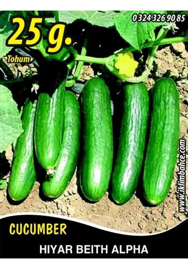 Hıyar Tohumu Salatalık Beith Alpha 25G Takribi 500 Tohum
