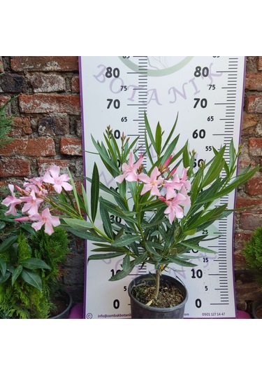 Zakkum Çiçeği Nerium Oleander - Renkli Ve Dayanıklı Çiçekli Bitki