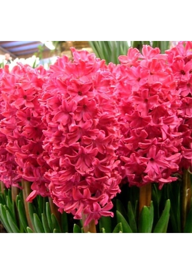Hyacinthus Anne Marie Sümbül Soğanı 3 Adet