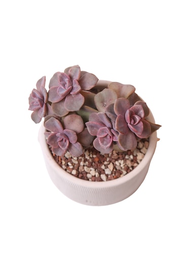 Echeveria Mrs Richards - Sukulent Haangarden