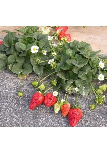 Rüzgarbotanik Douglas Çilek Fidesi 30Adet