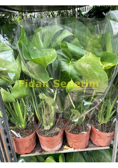 Deve Tabanı Bitkisi 40-50cm Monstera Deliciosa