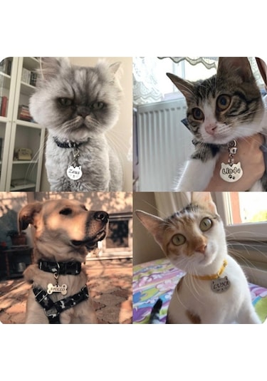 Hifa Diamond Köpek Künye Tasma Paslanmaz Çelik Çok Renkli
