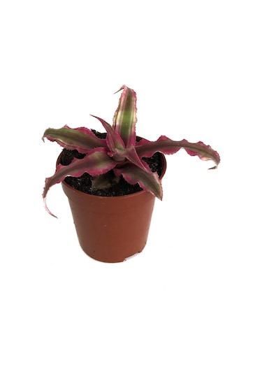 Cryptanthus Bivittatus 'Ruby' (Kaktüs) Ø5,5 CM Y0-10 CM