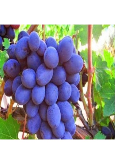 Nadir Papaz Karası Üzümü Fidanı