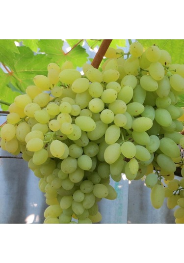 Tüplü Çekirdeksiz Beyaz Hatun Parmağı Üzüm AsmaBağ Fidanı