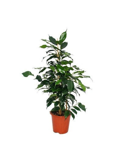 Yeşil Yapraklı Canlı Ev Ofis Salon Bitkisi 40-60cm Ficus Benjamina