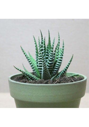 Haworthia Zebrina Yılanderisi Sukulent Bitki