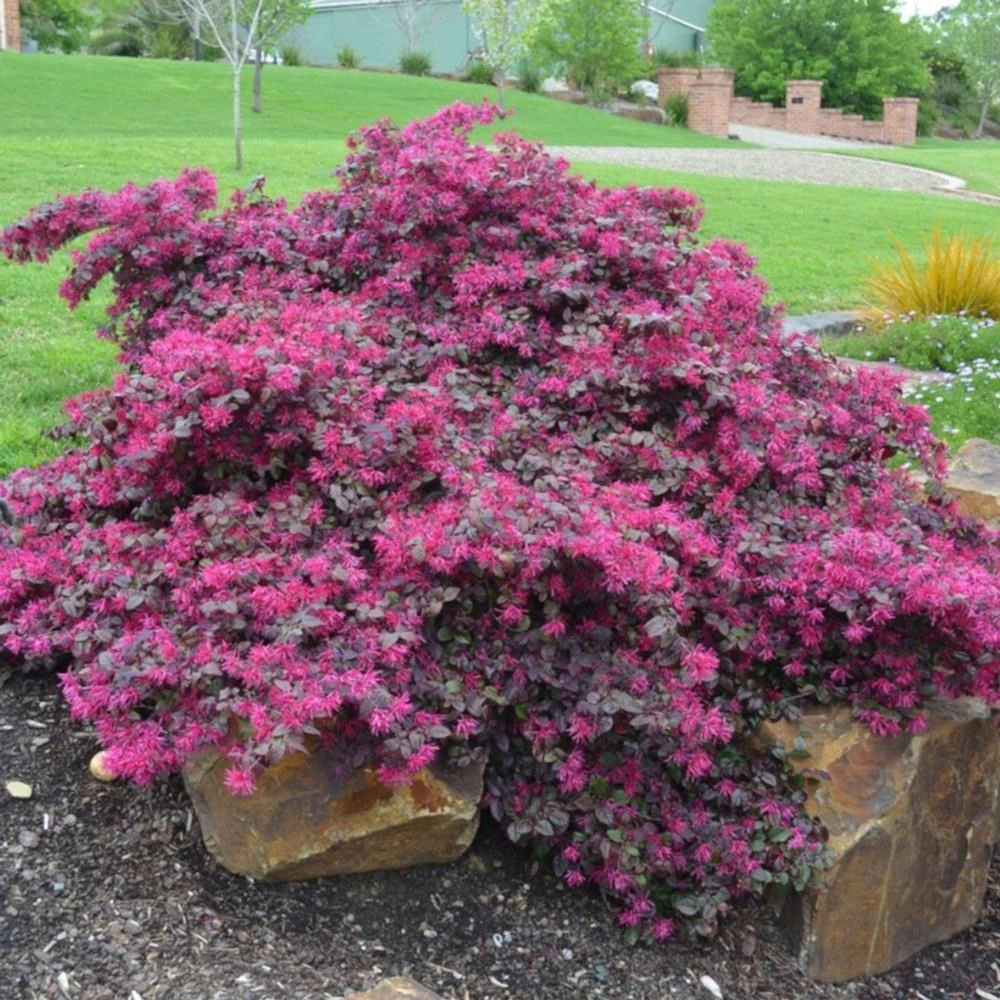 Geniş Forumlu Saksıda Loropetalum Loropetalum Chinense Rubrum Boy 100-120 Cm