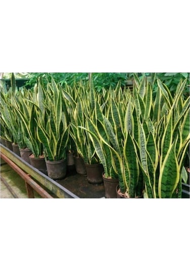 Sarı Çizgili Kılıç Çiçeği Peygamber Kılıcı Paşa Kılıcı 20-30 Cm