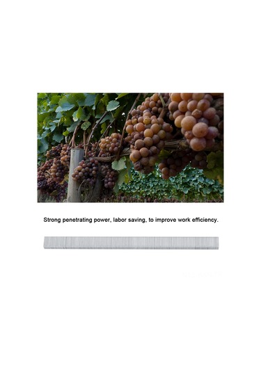 Kosona Bahçe Bitkileri Dal Bağlama İçin 10000 Adet Dayanıklı Çelik Çivi, Verimlilik Artırıcı, Domates-biber-üzüm Uygun