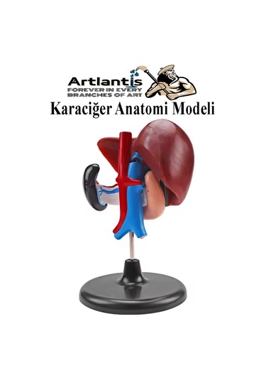 Karaciğer Anatomi Modeli 1 Adet Karaciğer Pankreas Ve Oniki Parmak Bağırsağı Maketi Anatomik Model Deney Bilim Tıbbi Model