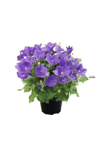 Mor Kadeh Çiçeği Tohumu Ekim Seti