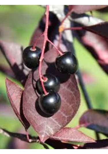 Kırmızı Yapraklı Süs Kirazı Prunus Schubert Fidanı 1-2 Yaş