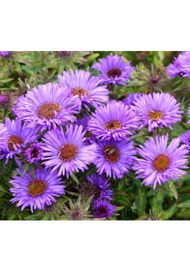 Ezan Çiçeği Ve Aster Papatya Tohumu