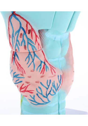 Suntek 3x Büyütülmüş İnsan Gırtlak Anatomik Modeli Anatomi