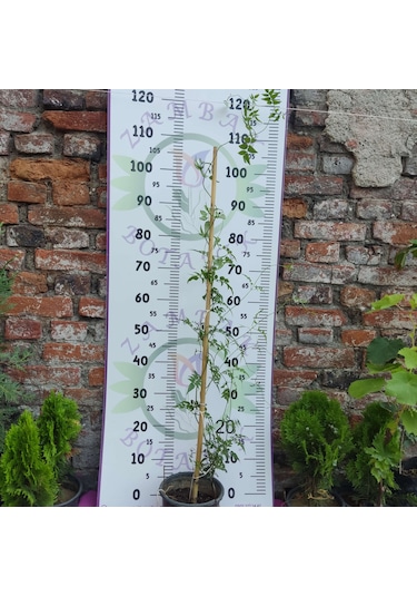 Jasminum Polyanthum - Hoş Kokulu Ve Gösterişli Çiçekli Bitki Şam Yasemini Değil