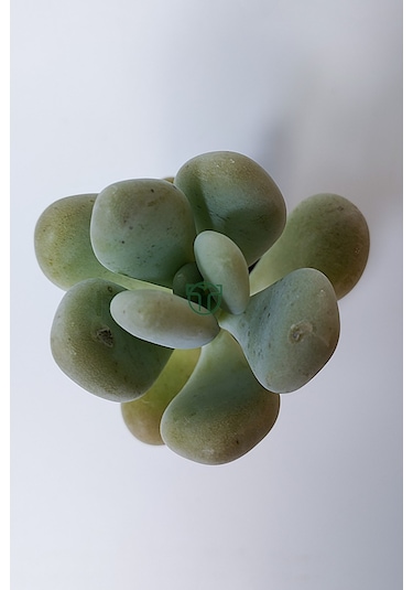 Pachyveria Oviferum Ay Taşı Sukulent Moonstone Özel Tür