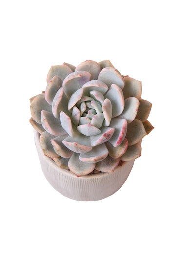 Echeveria Monreo Var - Sukulent Haangarden
