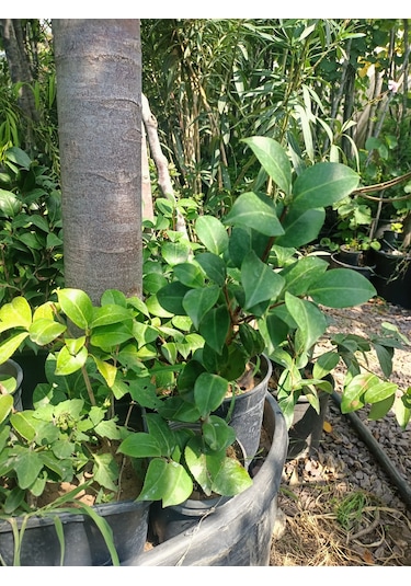 Yeşil Deniz Fidancılık Kamelya Fidanı 30-50 Cm