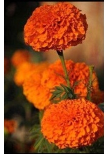 Top Kadife Çiçeği 15 Adet Tohum