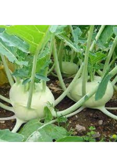 175 Adet Süper Paket Alabaş Tohumu