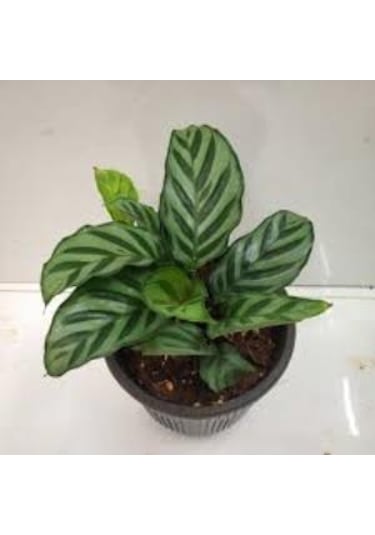 Calathea Louisae Dua Çiçeği 12cm Ø - Yeşil Bitki