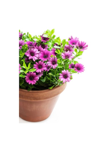 Videolu Bodrum Papatyası Mor Renkli 20 45 Cm 2 Adet Saksılı Canlı Renkli Osteospermum