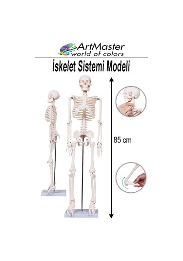 İskelet Sistemi Maketi 85 Cm 1 Adet İnsan İskelet Modeli Haraketli Eğitim İskelet Anatomisi İskelet Sistemi