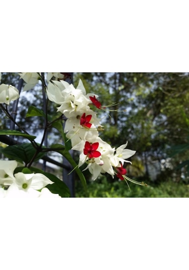 Serada Decor Plant Beyaz Kızılay Çiçeği Fidanı 40 Cm