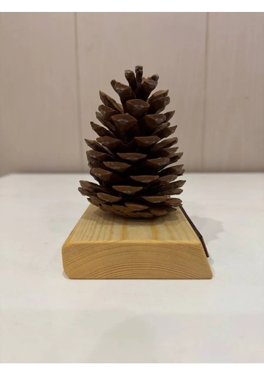 Önemli Kozalak Harika Bir Hediye 434827979