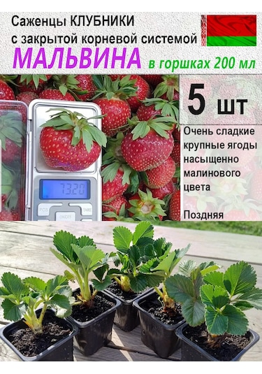 Kfh "u Makaryca" Malvina Çilek Fidesi 5 Adet Saksıda 413927075