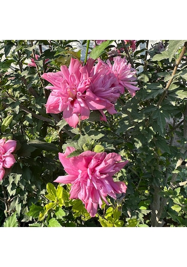 Çiçek Verir Durumda Oya Ağacı Fidanı