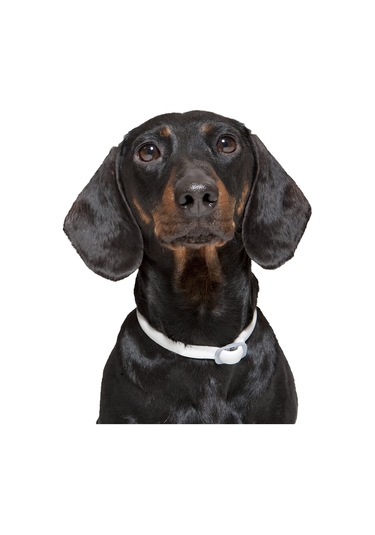 Wezone Köpek İçin Parazit Kontrolü Kolyesi - Deltametrinli, 48 Cm - Kene, Pire, Sinek Ve Kene Yönetimi Diğer