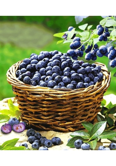 Bahçev2 Yaşında Tüplü Yaban Mersini Fidanı