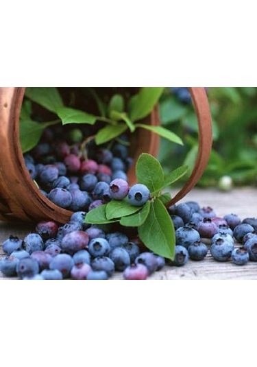 2 Adet Tüplü Yaban Mersini Vaccinium Corymbosum Fidanı - 2 Yaşı