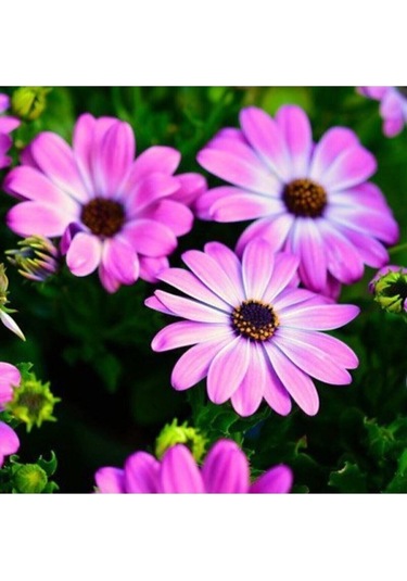 Tohumculuk Pembe Renkli Afrika Papatyası Tohumu 20 Tohum