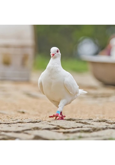 Chuangyinshop Karışık Renk 50 Adet Takma Bileklik: Civciv, Bıldırcın Ve Oğlaklar İçin Kanatlı Bileklik