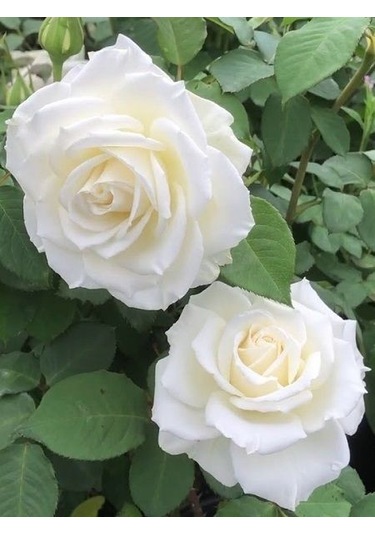 Gül Fidanı Rosa Laxa - Beyaz